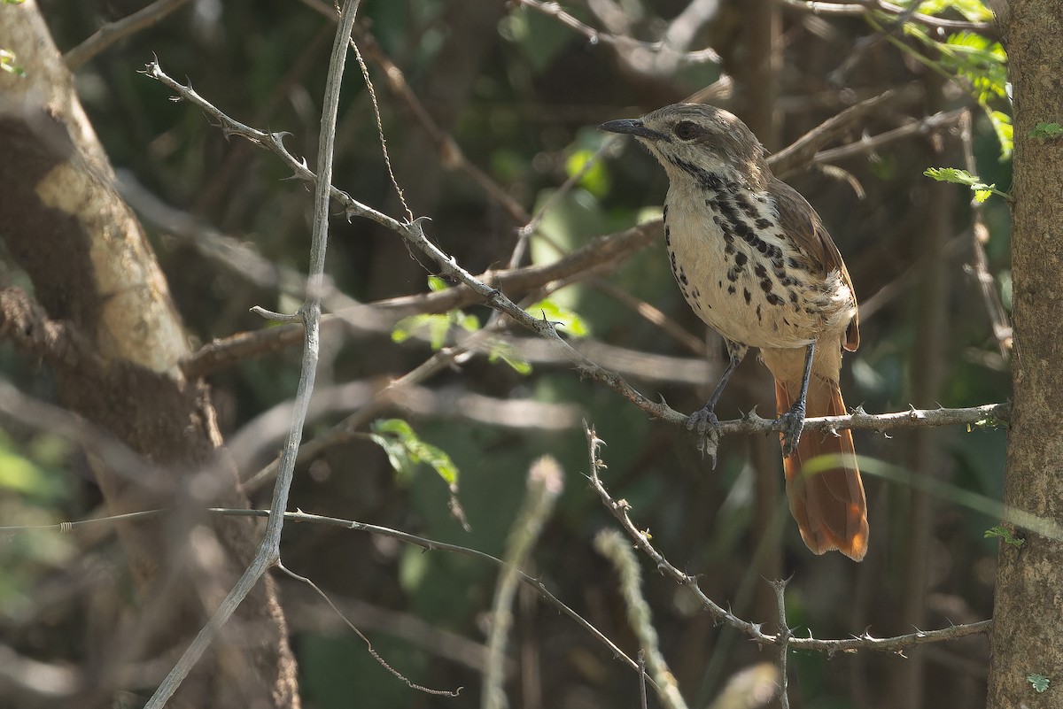 Spotted Morning-Thrush - ML642368428