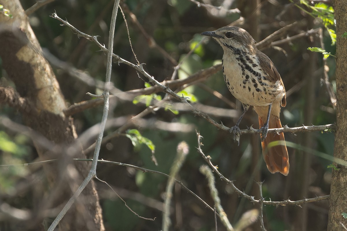 Spotted Morning-Thrush - ML642368429