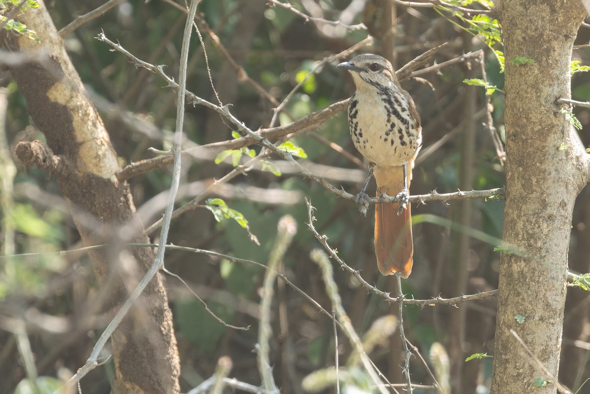 Spotted Morning-Thrush - ML642368430