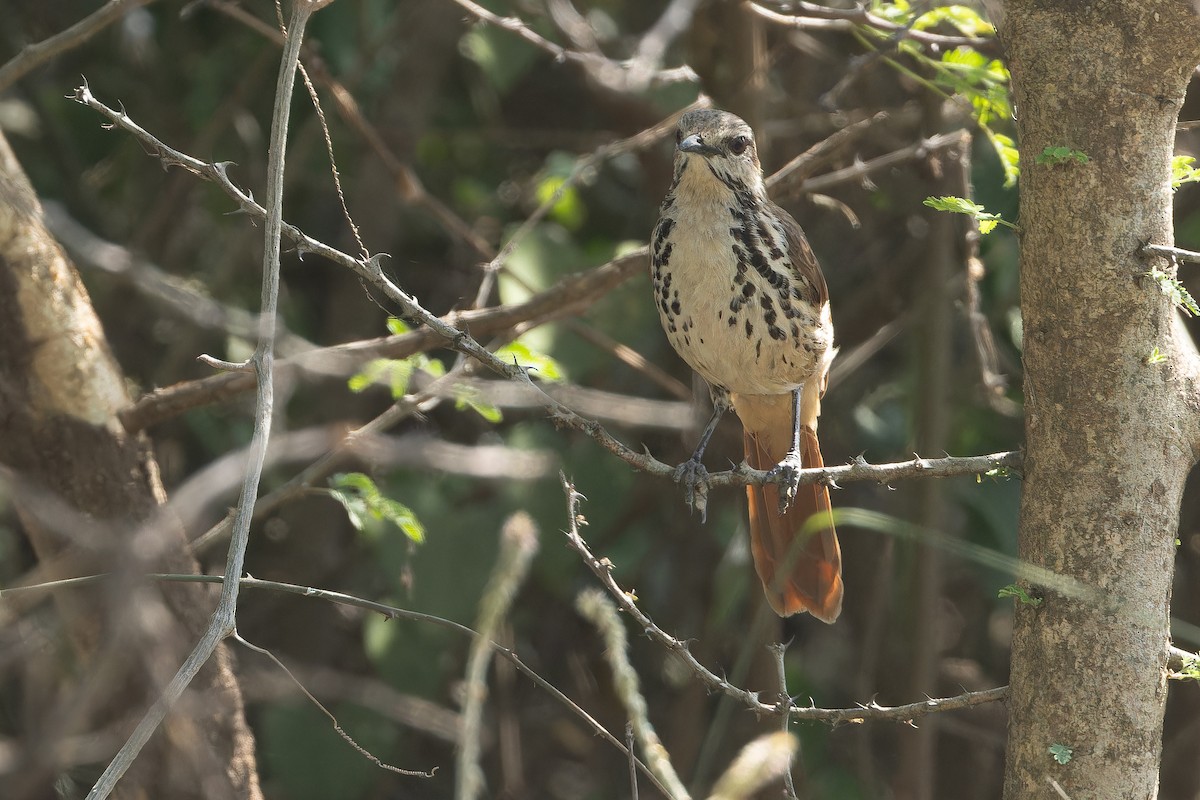 Spotted Morning-Thrush - ML642368431