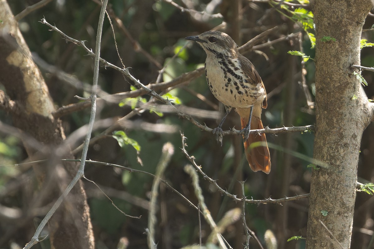 Spotted Morning-Thrush - ML642368432