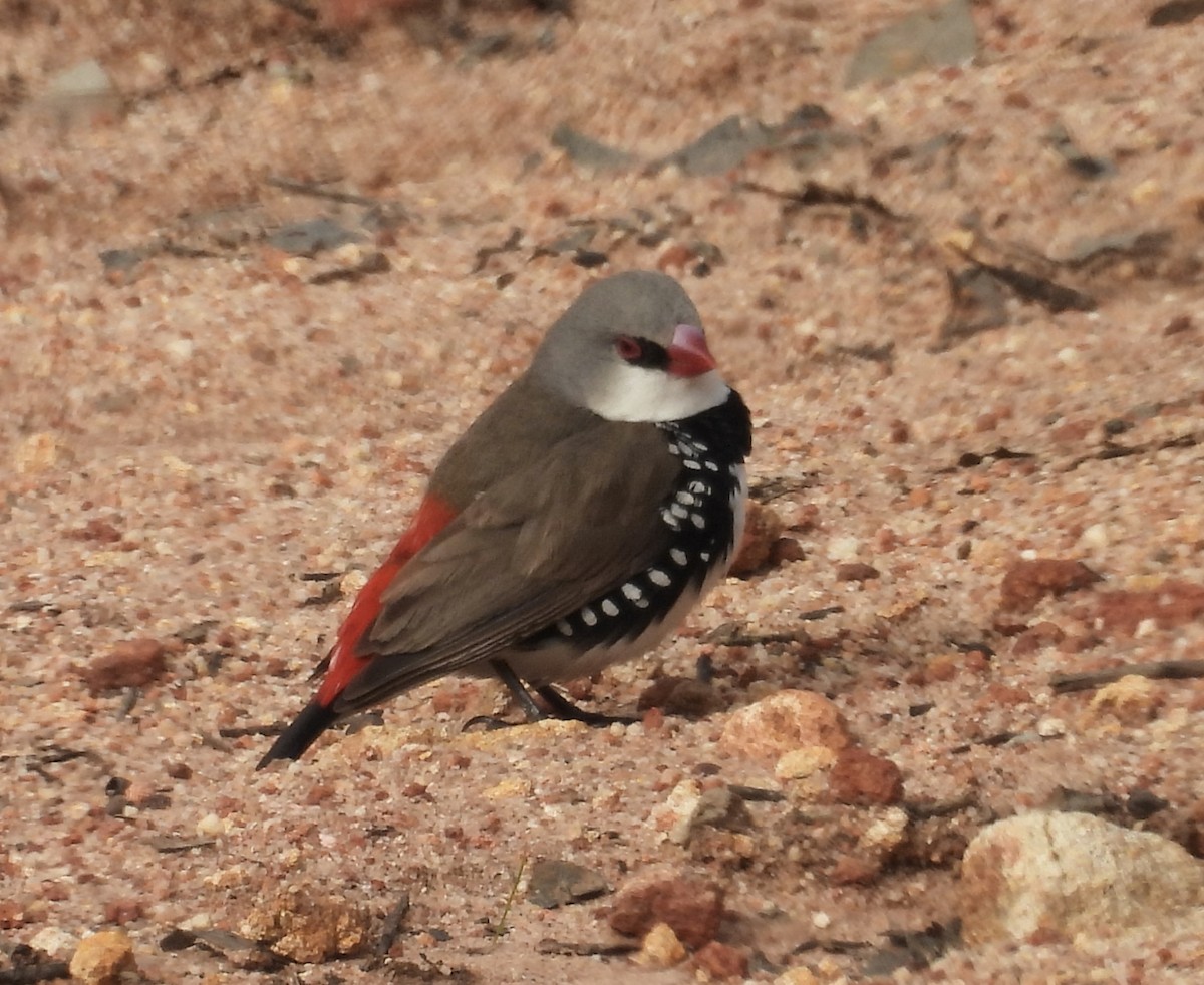Diamond Firetail - ML642368436