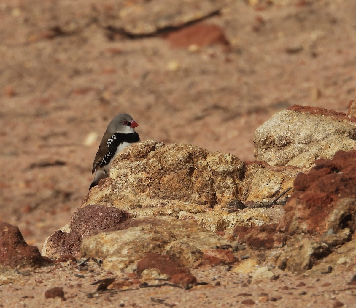 Diamond Firetail - ML642368438
