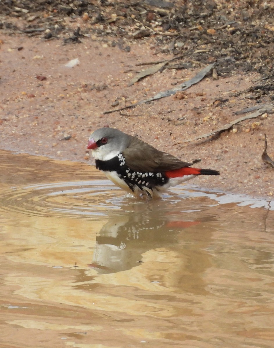 Diamond Firetail - ML642368439