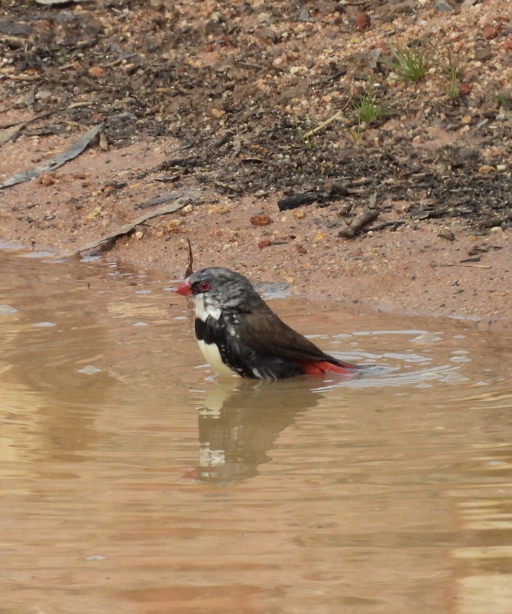 Diamond Firetail - ML642368440