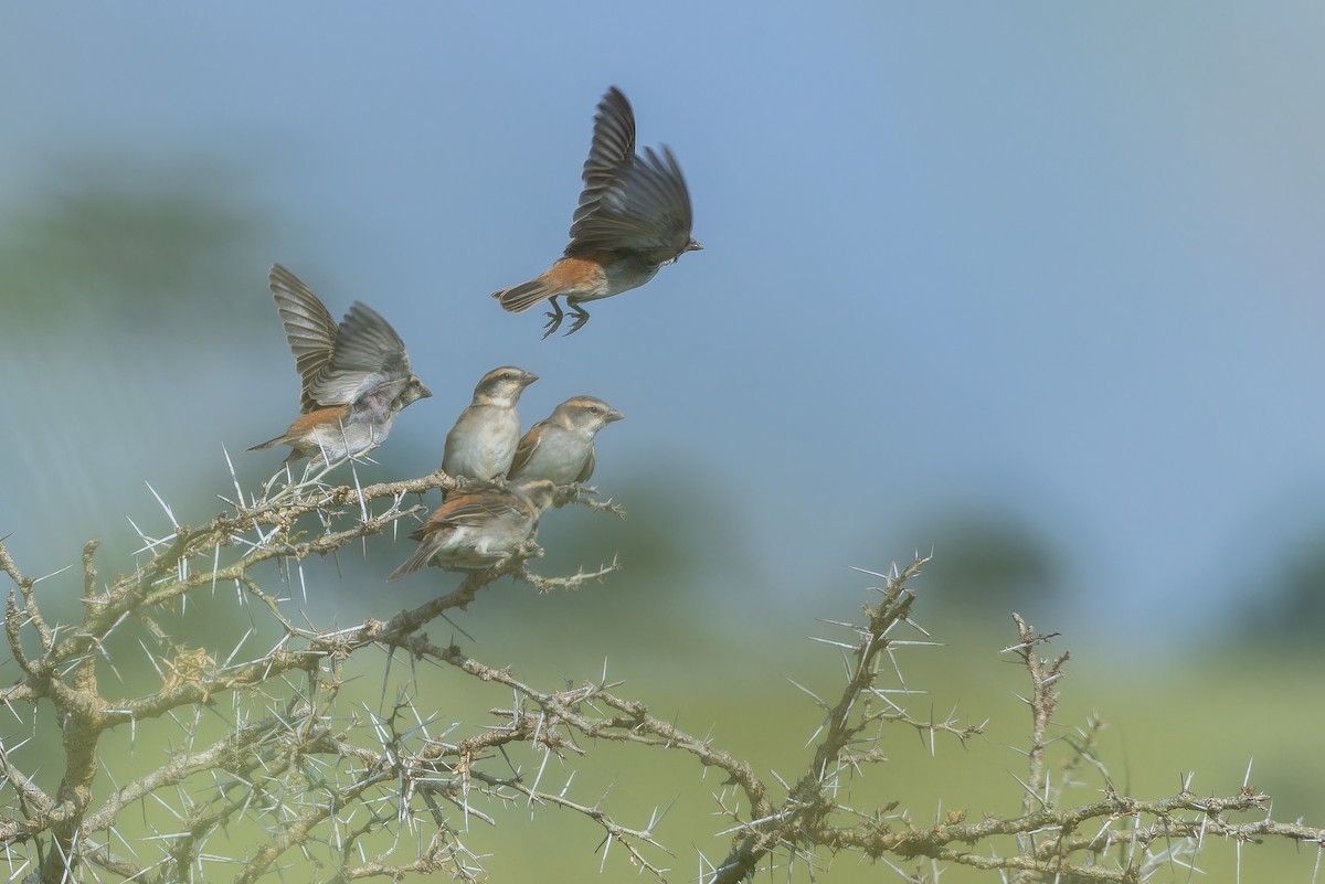Shelley's Rufous Sparrow - ML642368504