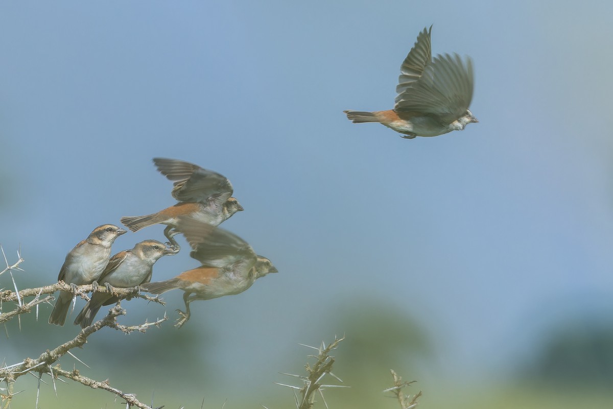 Shelley's Rufous Sparrow - ML642368505
