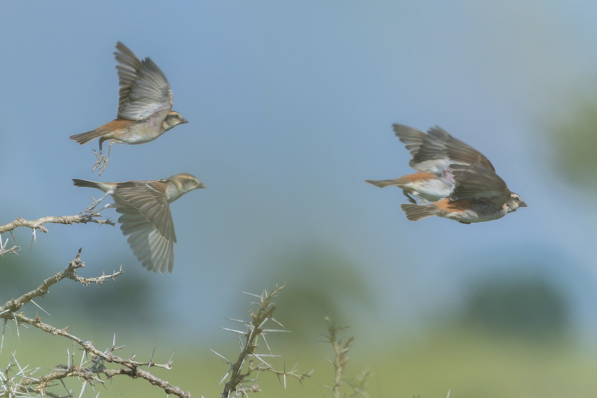 Shelley's Rufous Sparrow - ML642368506
