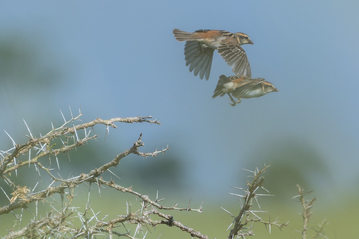 Shelley's Rufous Sparrow - ML642368507