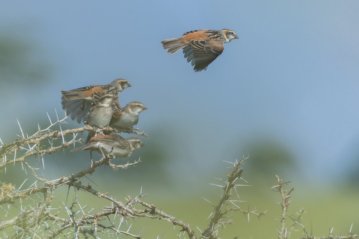 Shelley's Rufous Sparrow - ML642368508