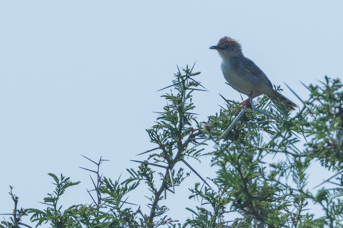 Singing Cisticola - ML642368513