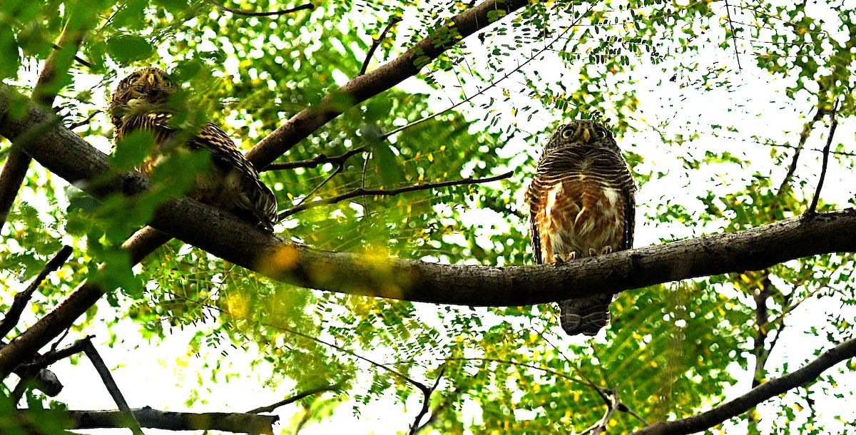 Asian Barred Owlet - ML642368518