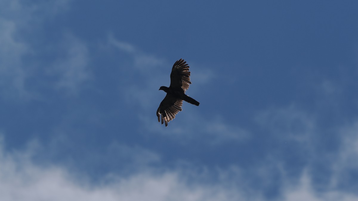 Sulawesi Honey-buzzard - ML642368519