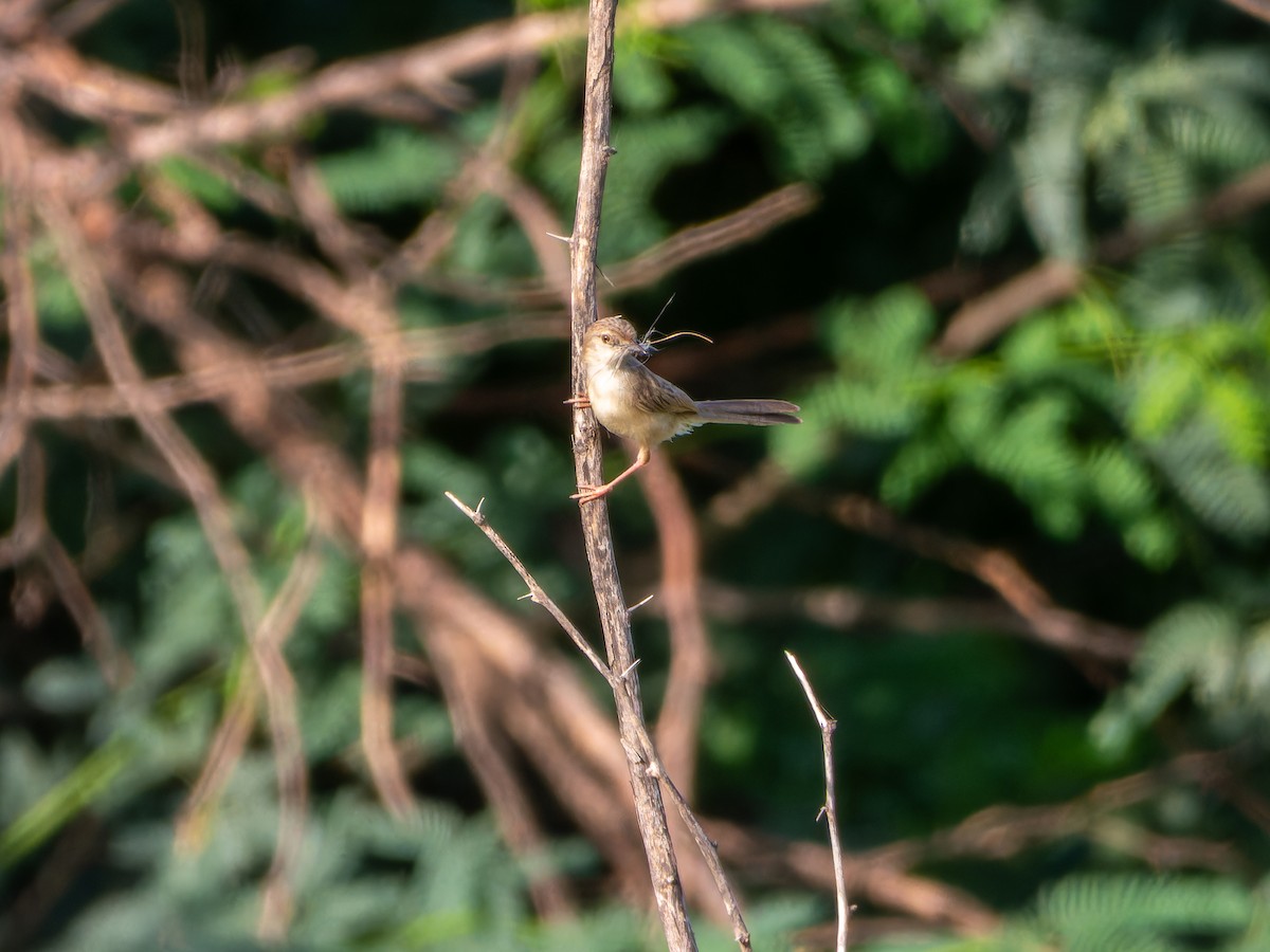 Delicate Prinia - ML642368530