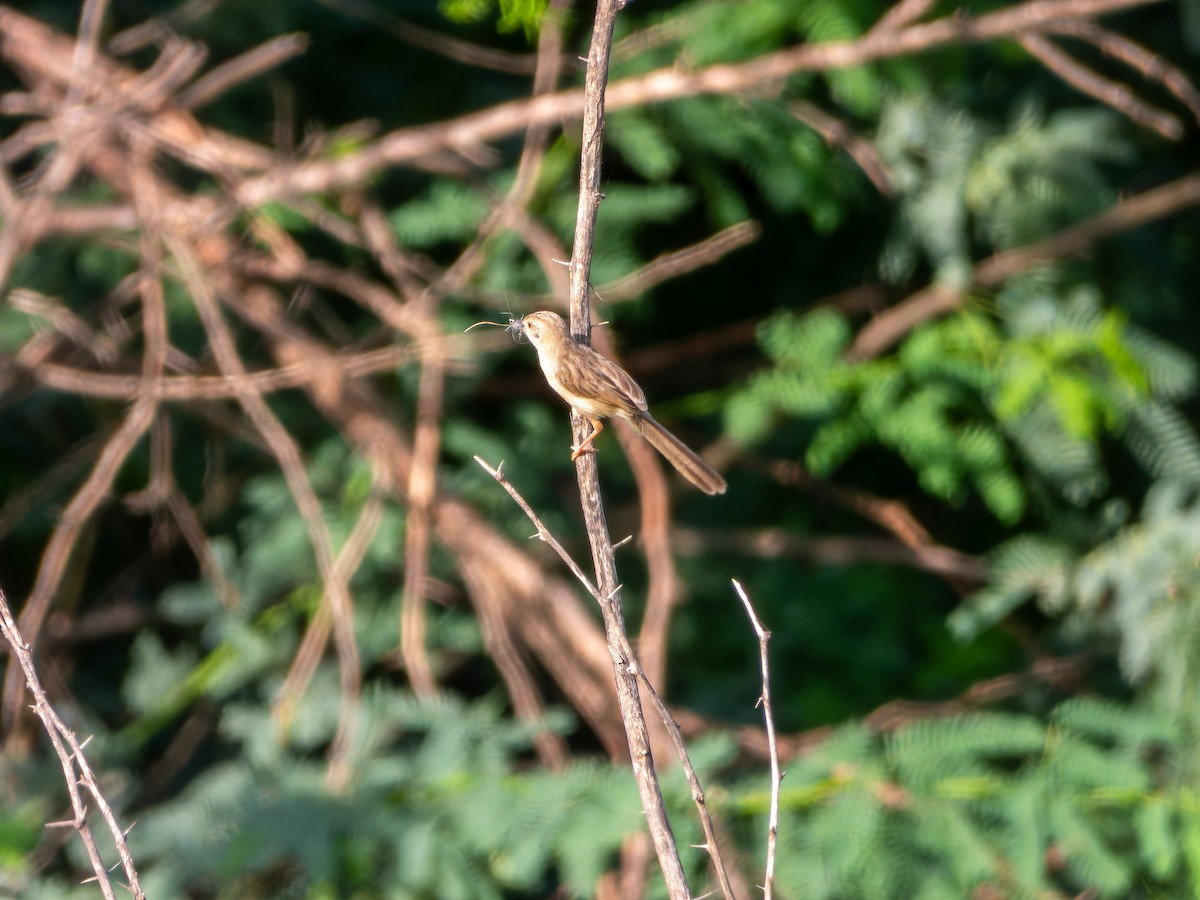 Delicate Prinia - ML642368532