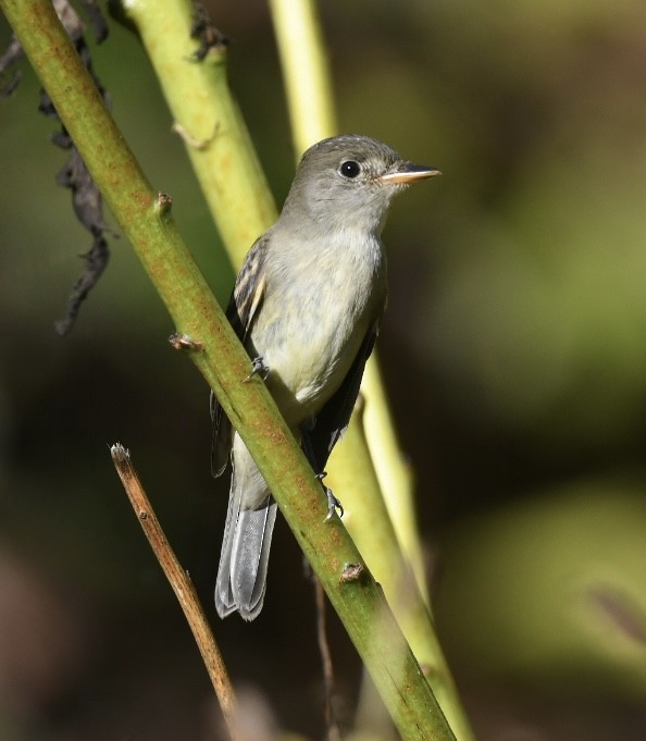 Willow Flycatcher - ML642368542