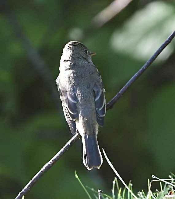 Willow Flycatcher - ML642368570