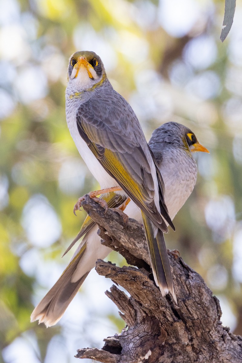 Yellow-throated Miner - ML642368571