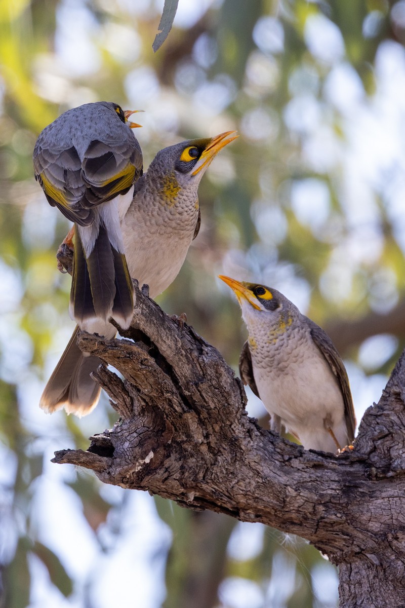 Yellow-throated Miner - ML642368572