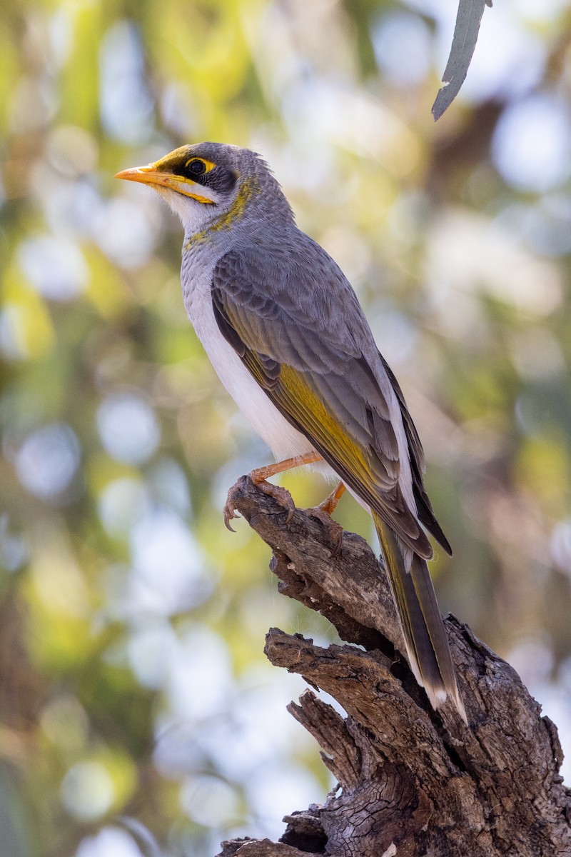 Yellow-throated Miner - ML642368573