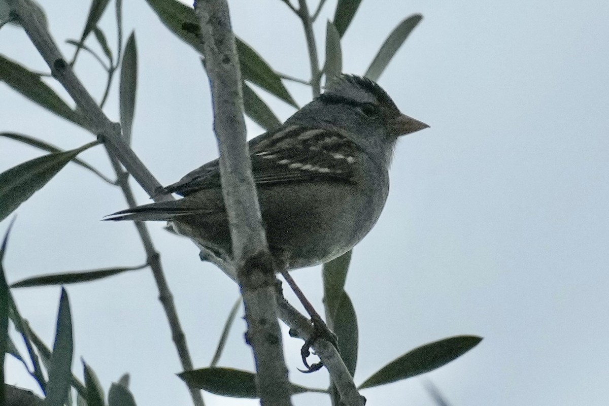 White-crowned Sparrow - ML642368578