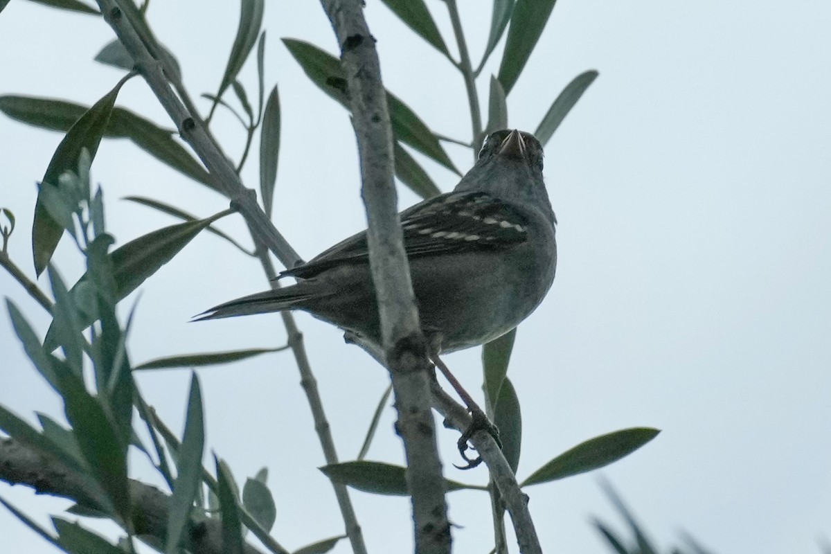 White-crowned Sparrow - ML642368579