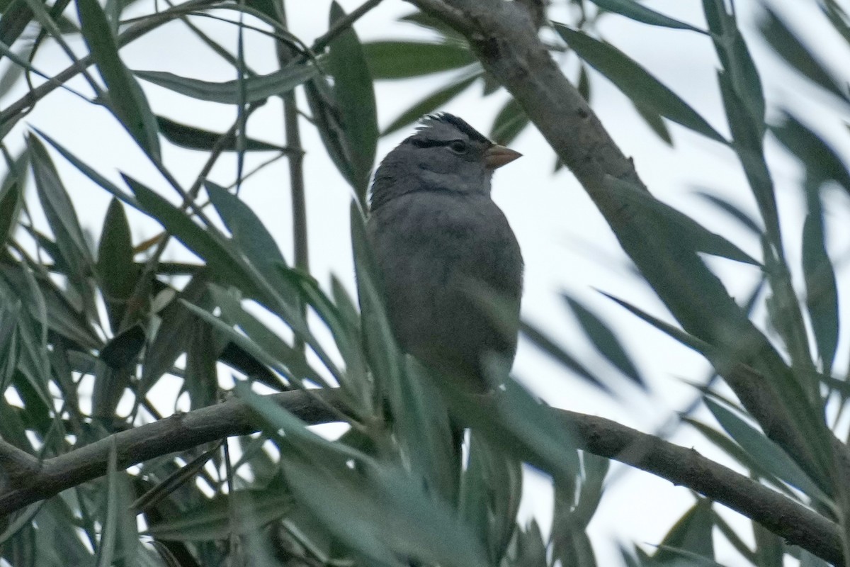 White-crowned Sparrow - ML642368580