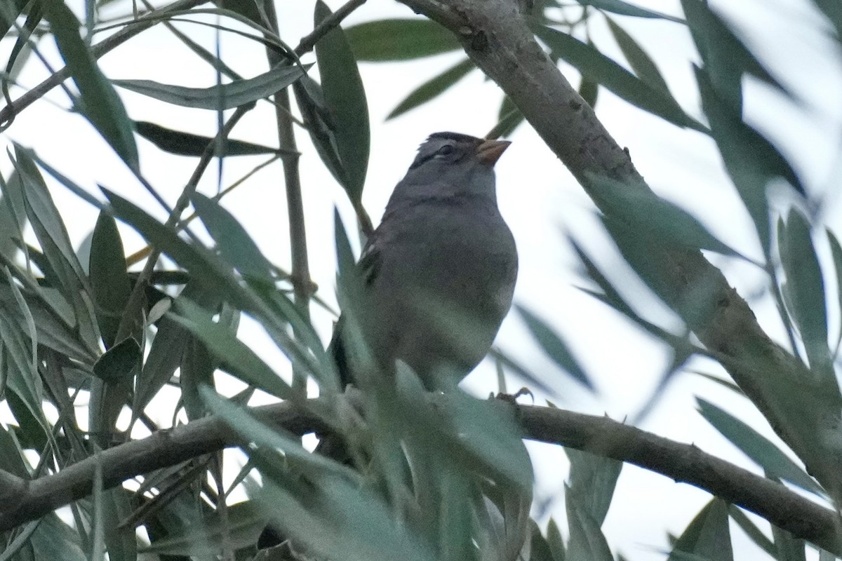 White-crowned Sparrow - ML642368581