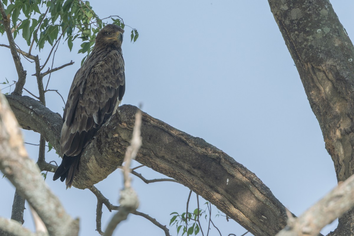 Aquila rapace - ML642368583