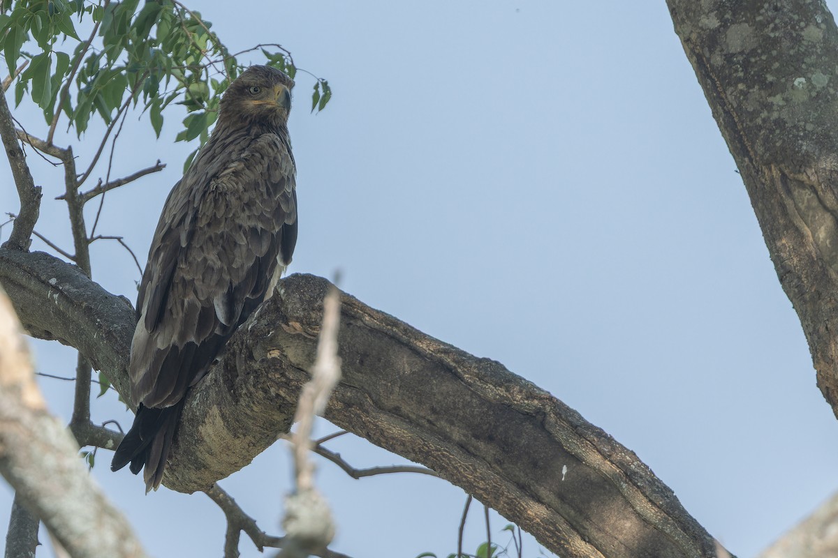 Aquila rapace - ML642368584