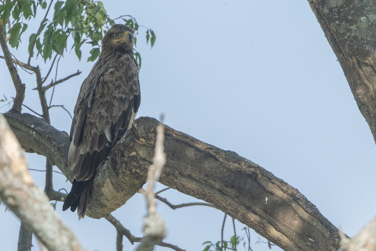 Aquila rapace - ML642368585