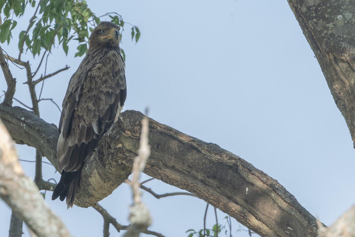 Aquila rapace - ML642368586