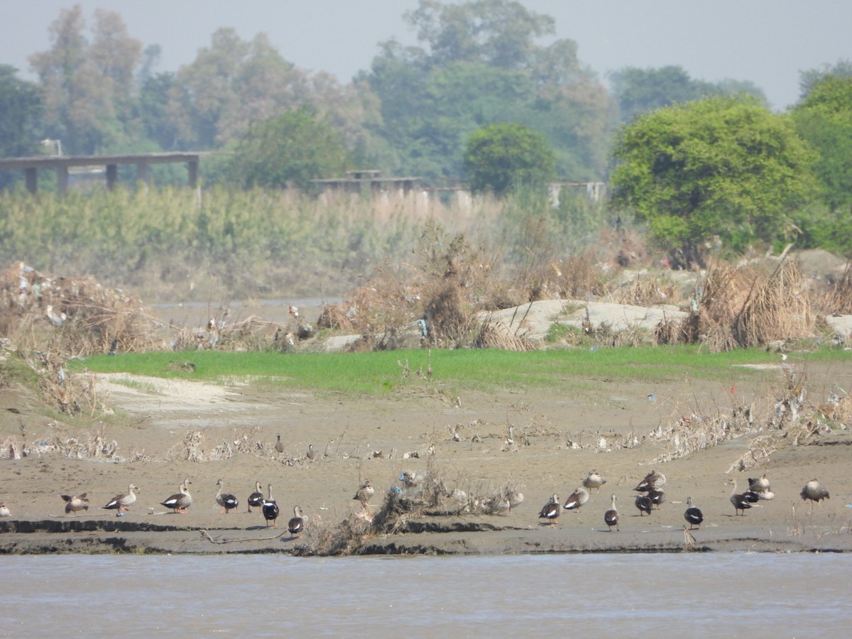 Indian Spot-billed Duck - ML642368589
