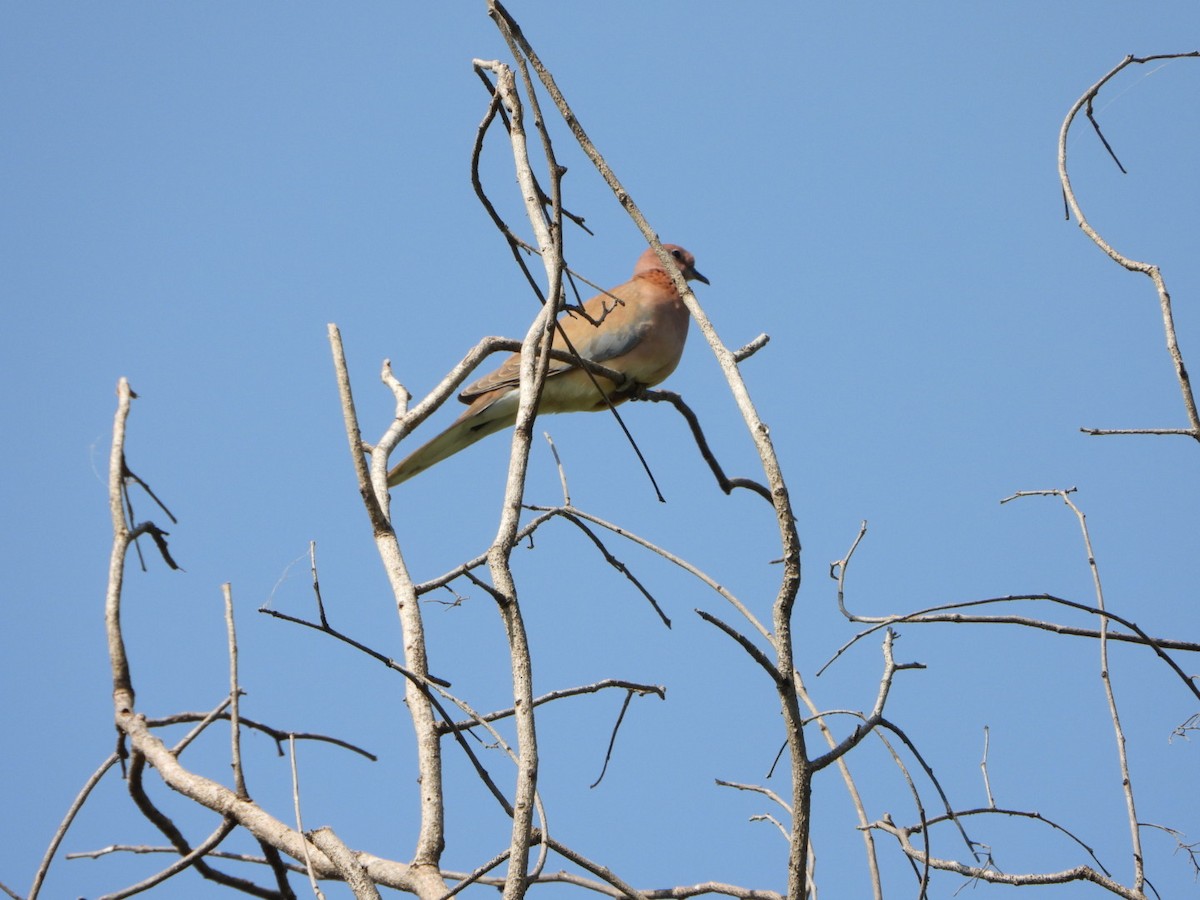 Laughing Dove - ML642368591