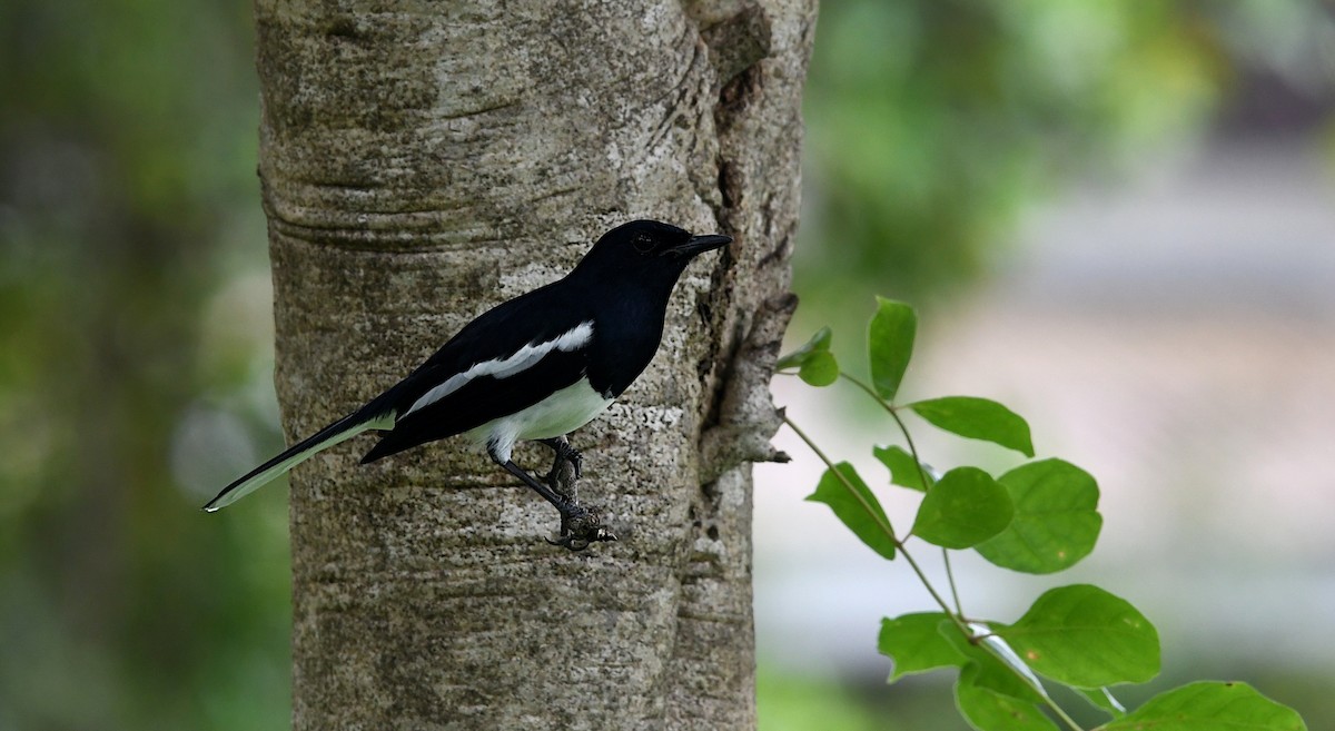 Oriental Magpie-Robin - ML642368594