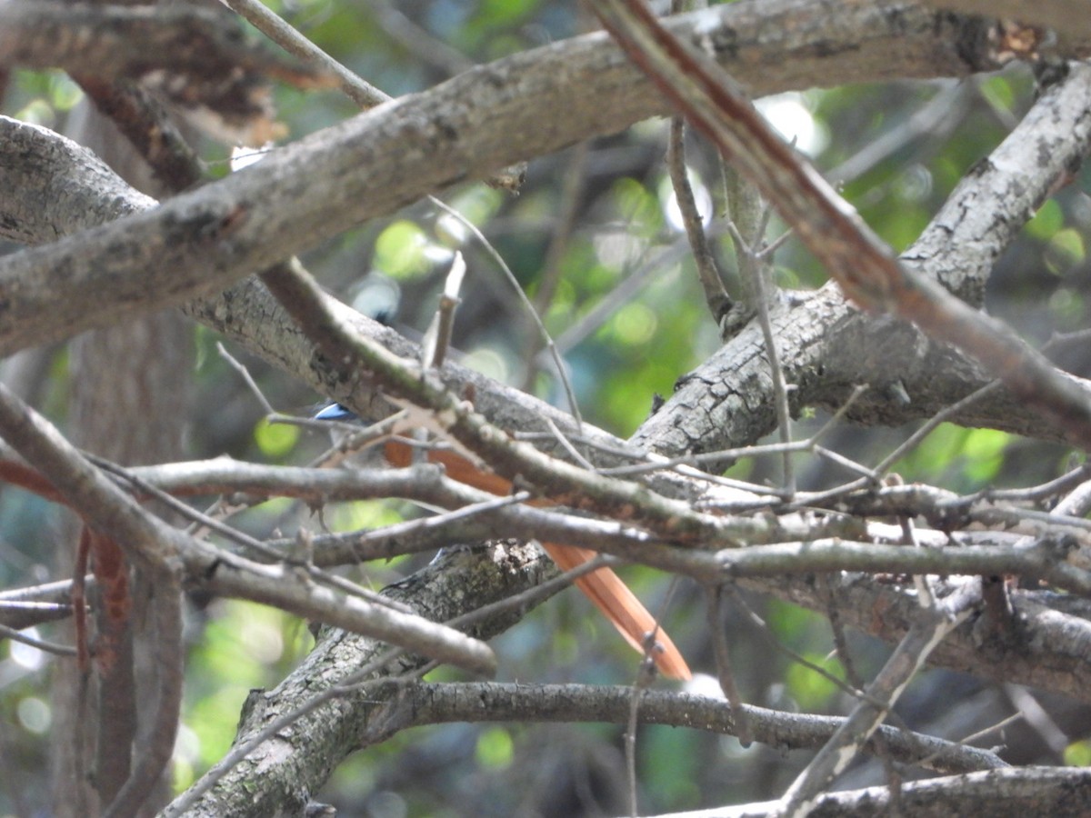 Indian Paradise-Flycatcher - ML642368595