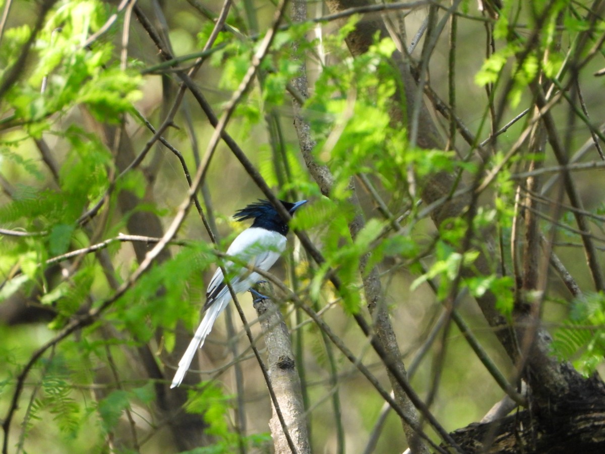 Indian Paradise-Flycatcher - ML642368596