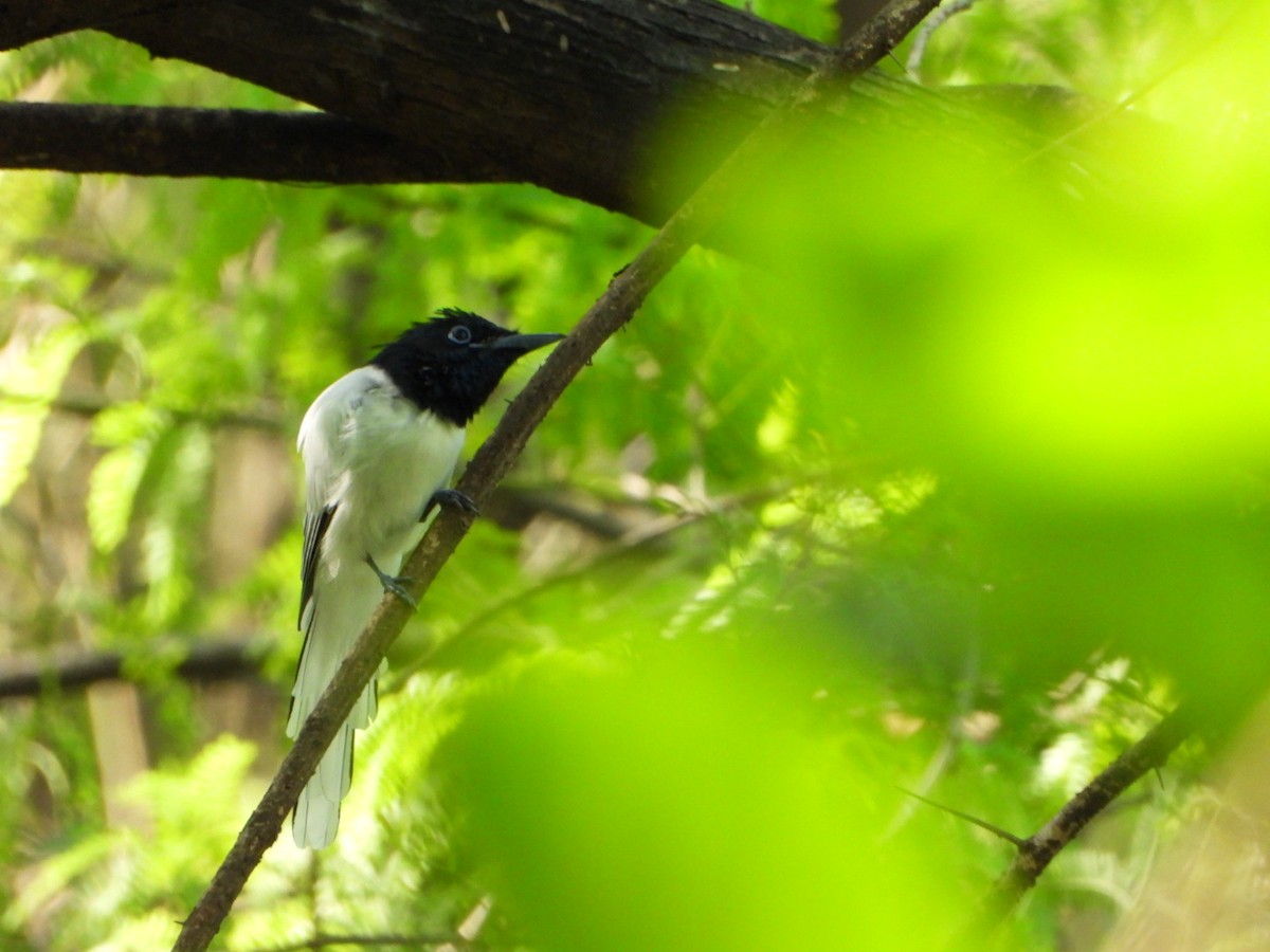 Indian Paradise-Flycatcher - ML642368597