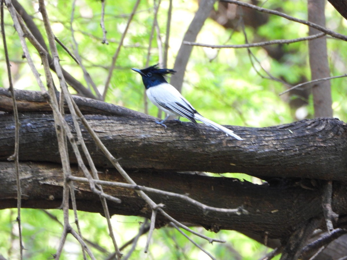 Indian Paradise-Flycatcher - ML642368598
