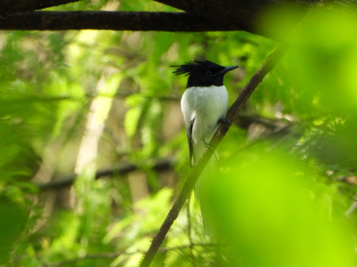 Indian Paradise-Flycatcher - ML642368599