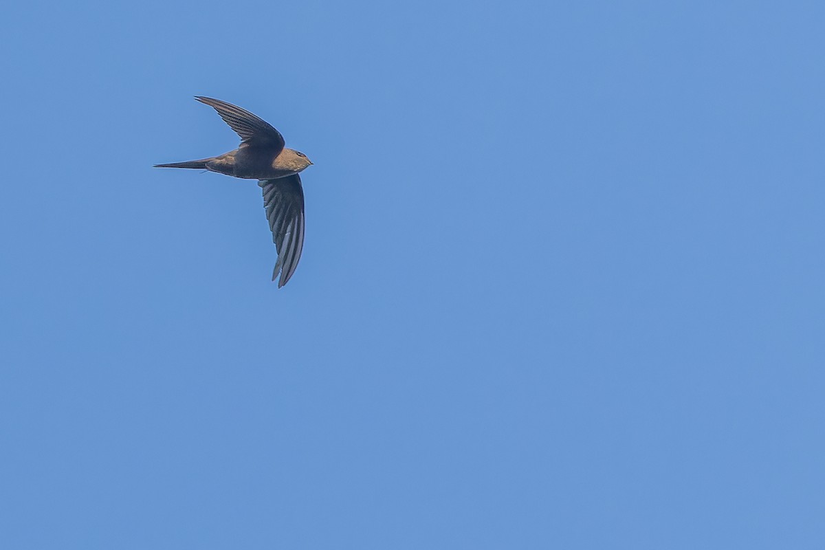 African Palm Swift - ML642368603