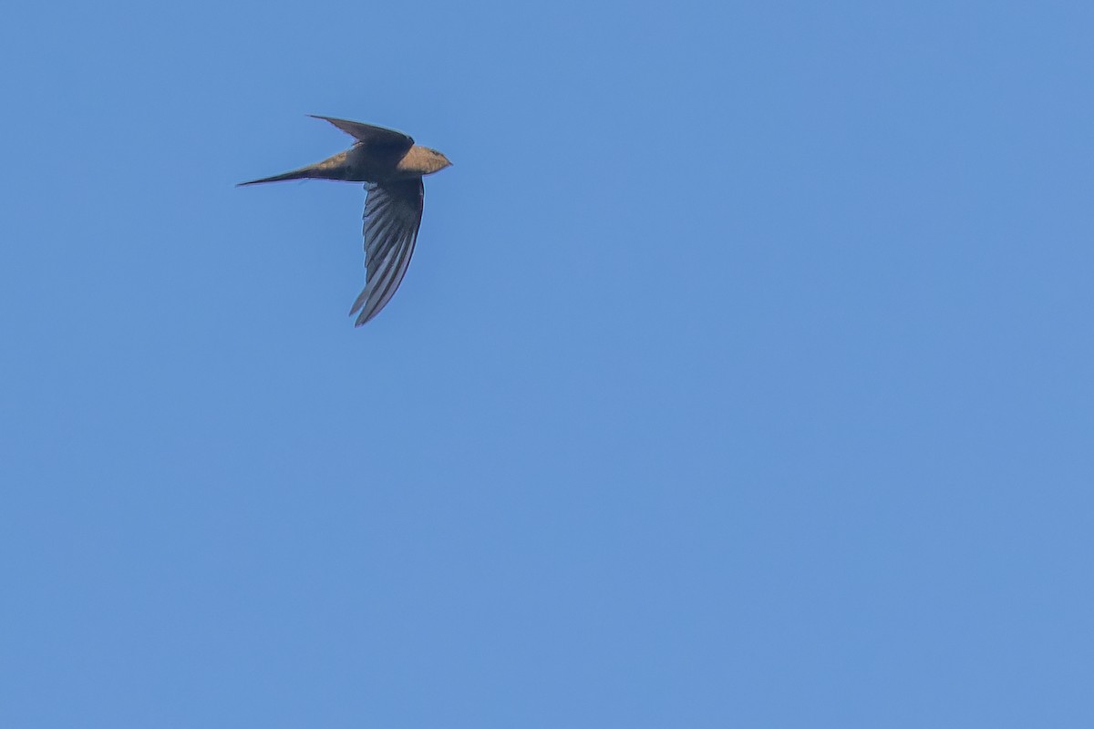 African Palm Swift - ML642368605
