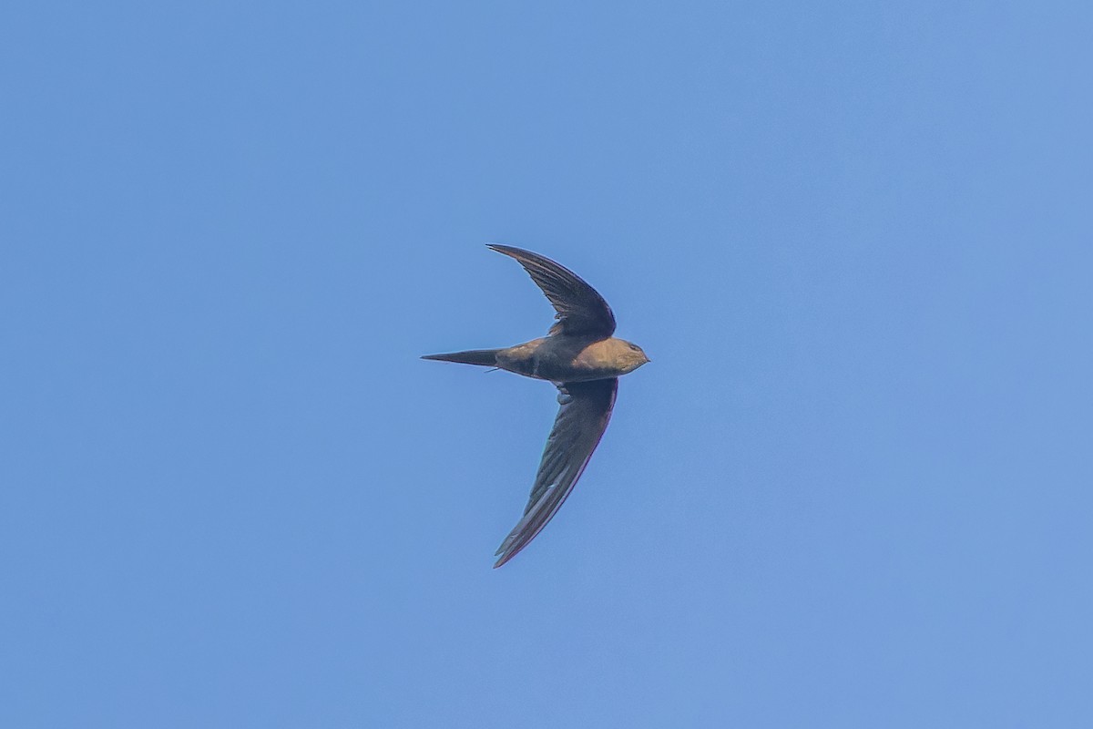 African Palm Swift - ML642368606