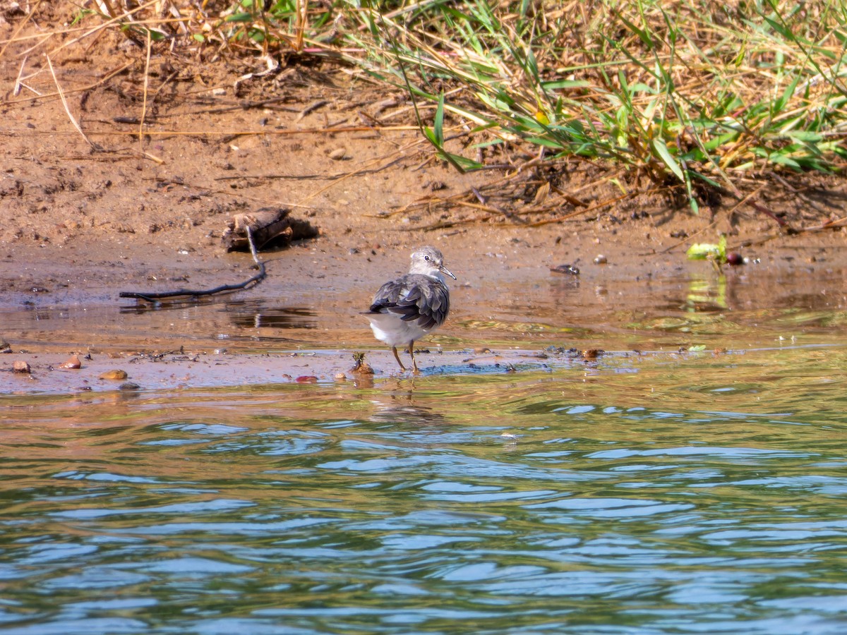 Temminck's Stint - ML642368609
