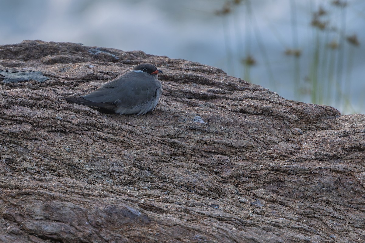 Rock Pratincole (White-naped) - ML642368611
