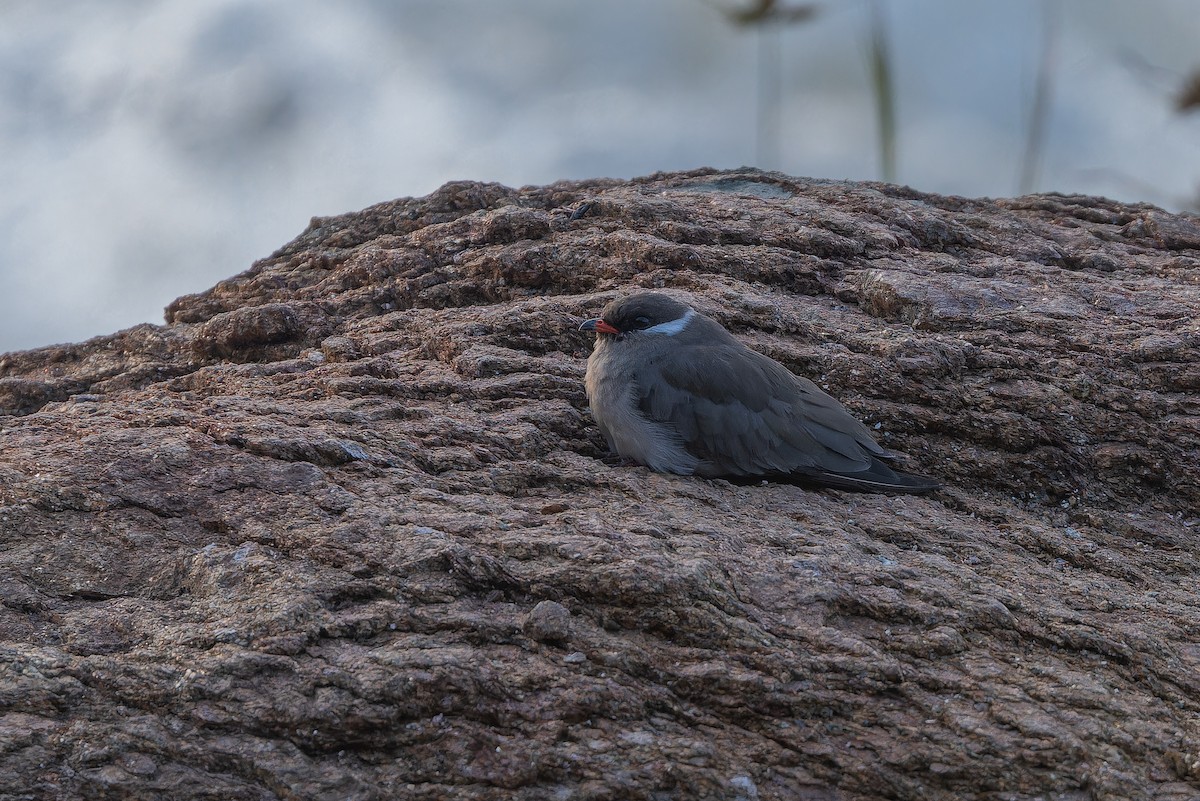 Rock Pratincole (White-naped) - ML642368612