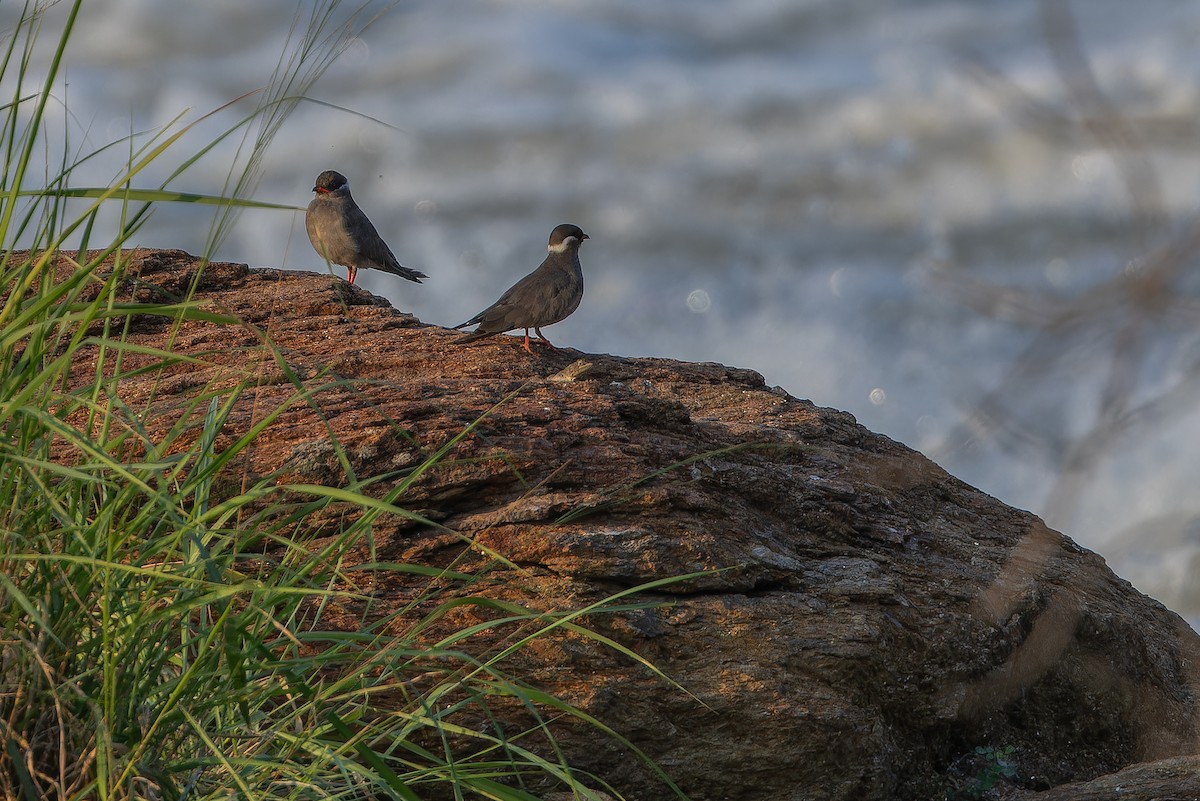 Rock Pratincole (White-naped) - ML642368613