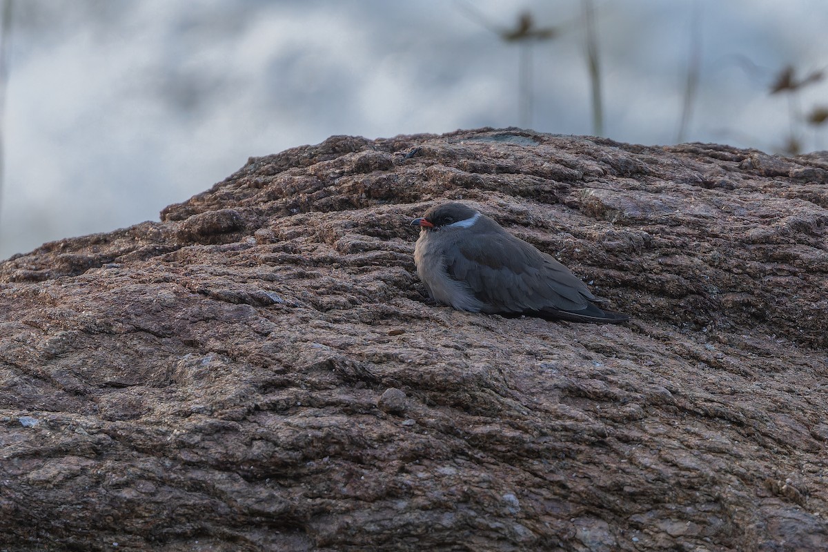 Rock Pratincole (White-naped) - ML642368614