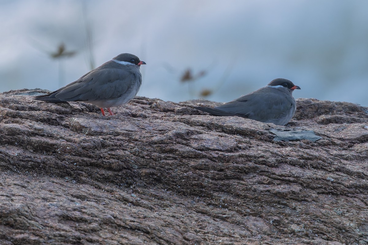 Rock Pratincole (White-naped) - ML642368615