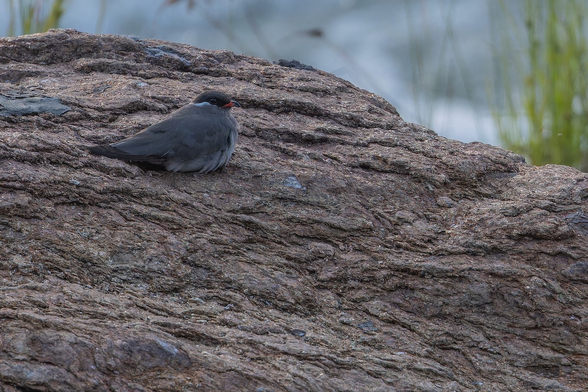 Rock Pratincole (White-naped) - ML642368617